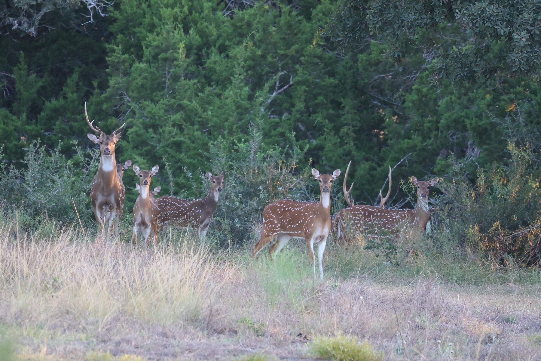 Axis deer herd at Highgate Ranch