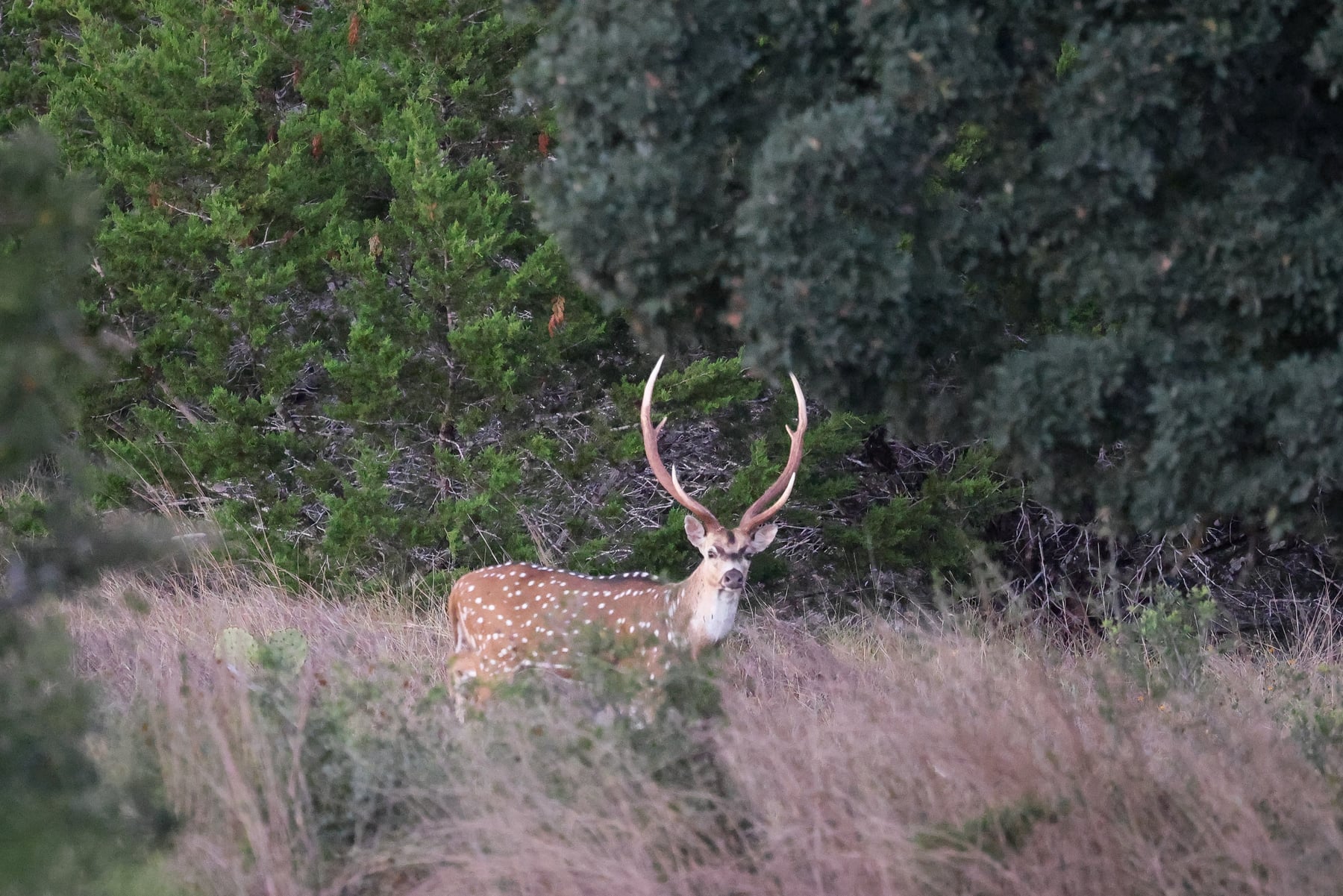 Axis buck with tall antlers at Highgate Ranch