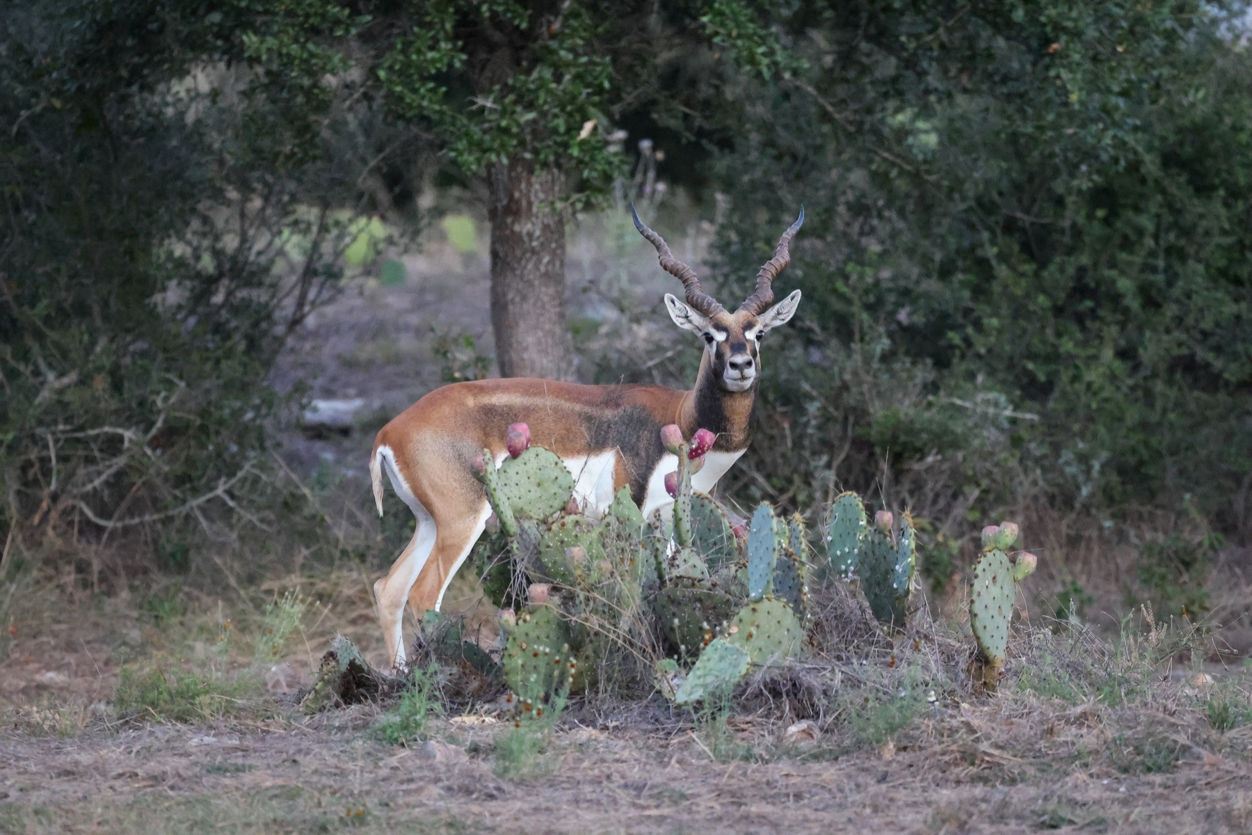 Mature male Blackbuck standing among prickly pear at Highgate Ranch