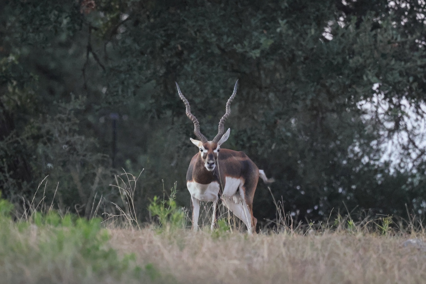 Mature male Blackbuck facing the camera at Highgate Ranch