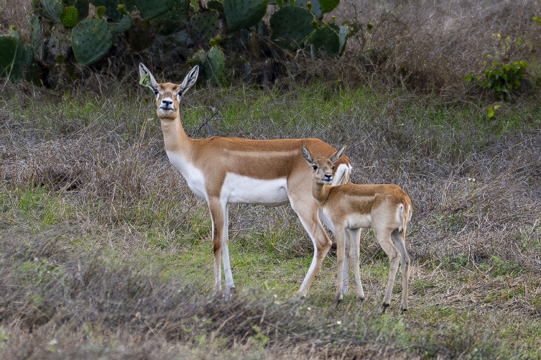 Female Blackbuck with a fawn at Highgate Ranch