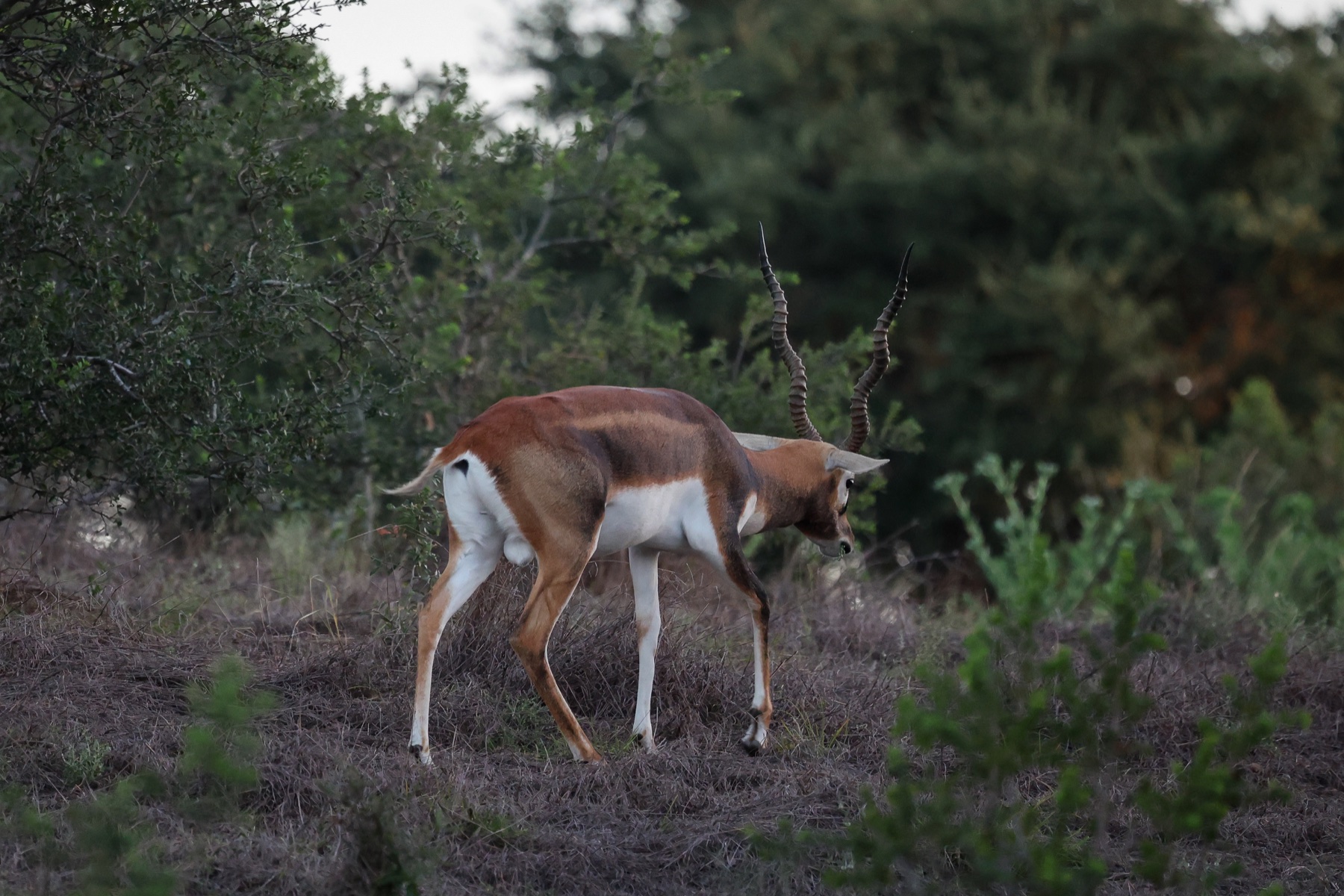 Mature male Blackbuck walking through the brush at Highgate Ranch