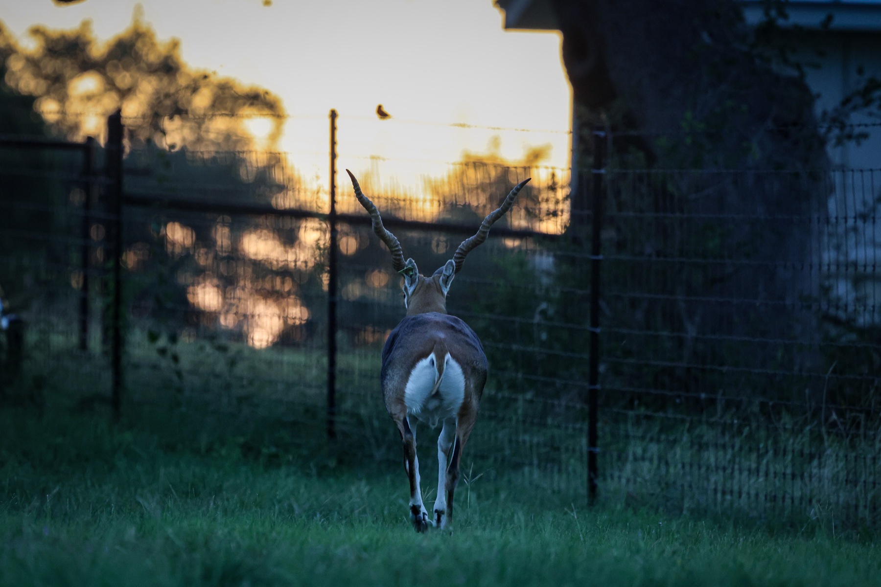 Mature male Blackbuck walking toward the evening light at Highgate Ranch