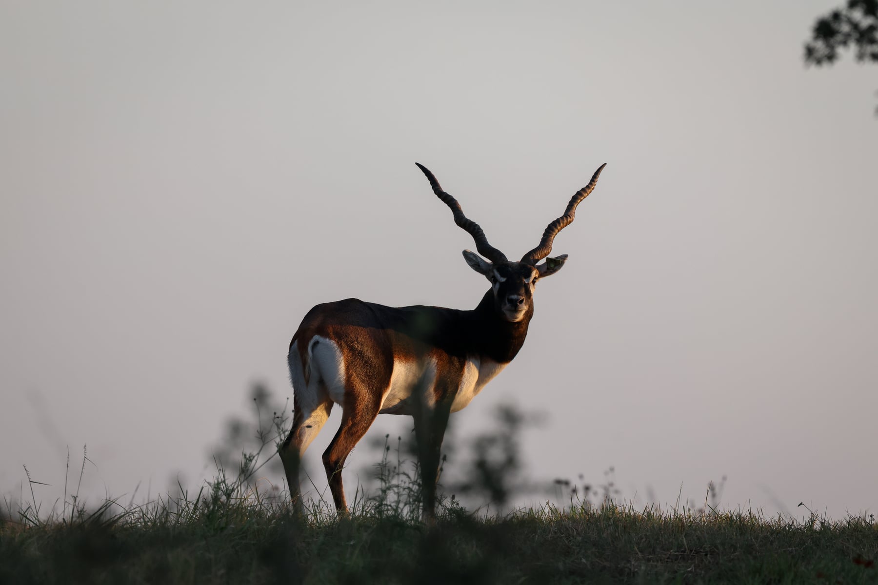 Highgate Ranch blackbuck buck in evening light