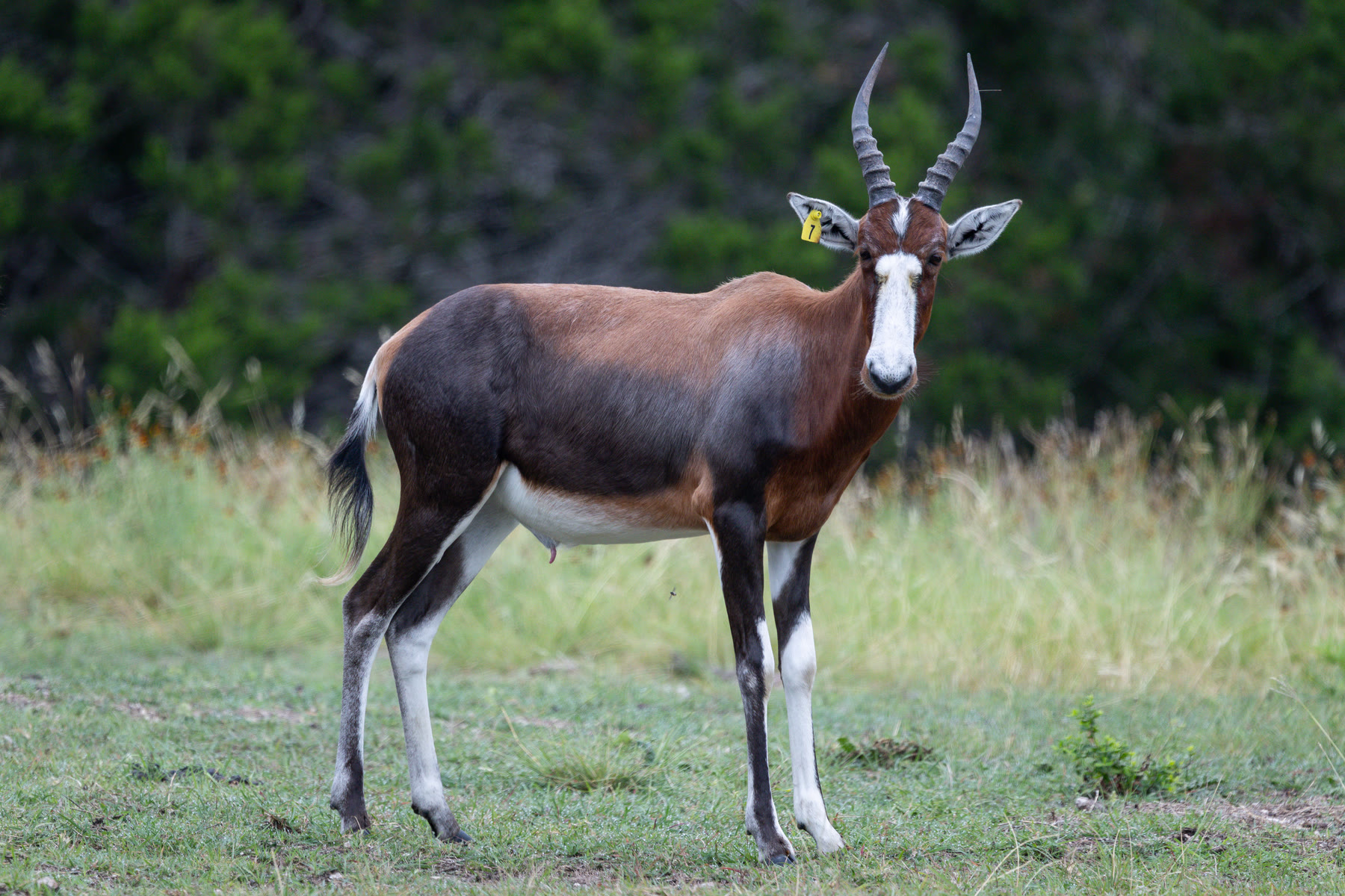 Blesbok breeding stock standing in the pasture at Highgate Ranch