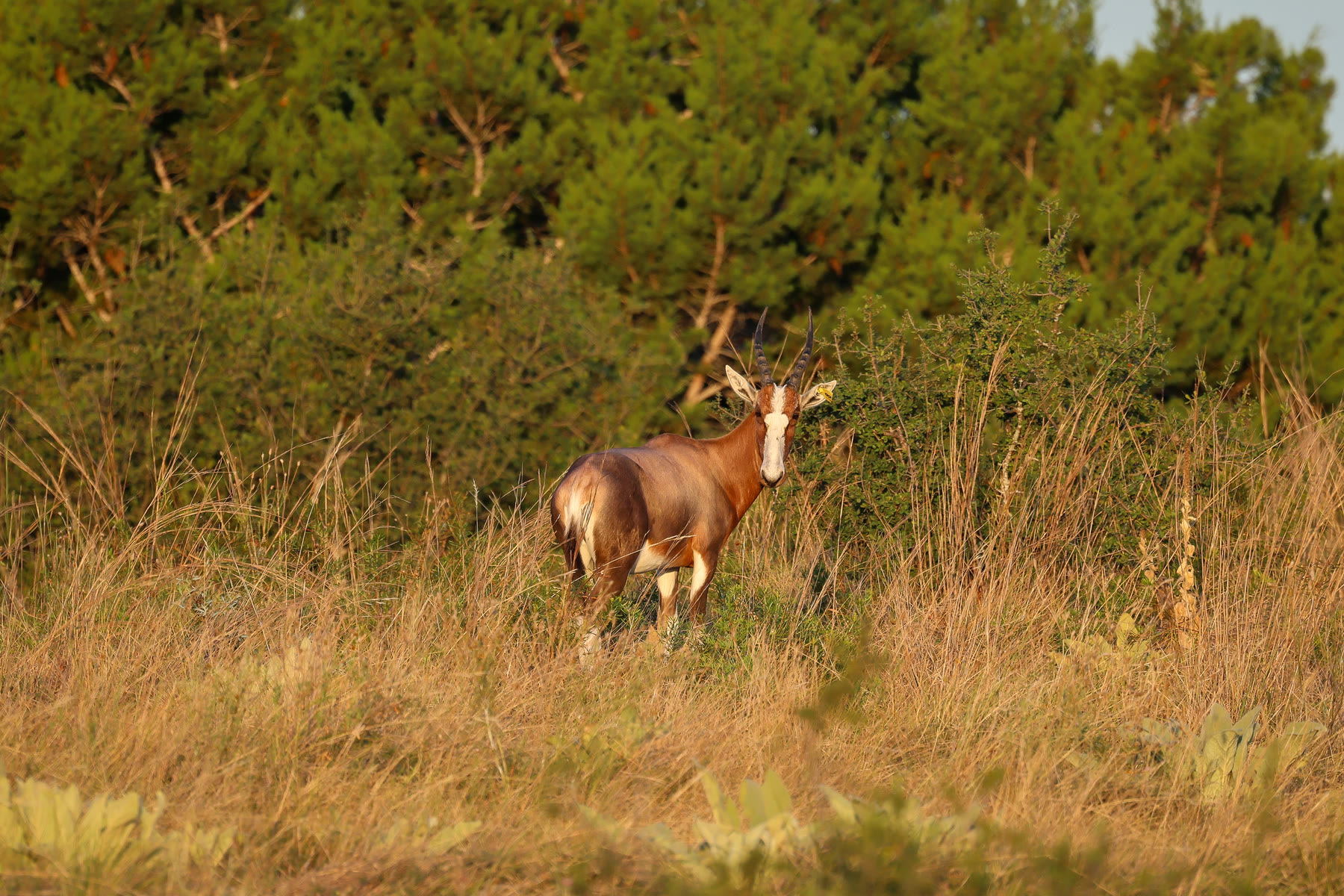 Blesbok in the evening pasture at Highgate Ranch