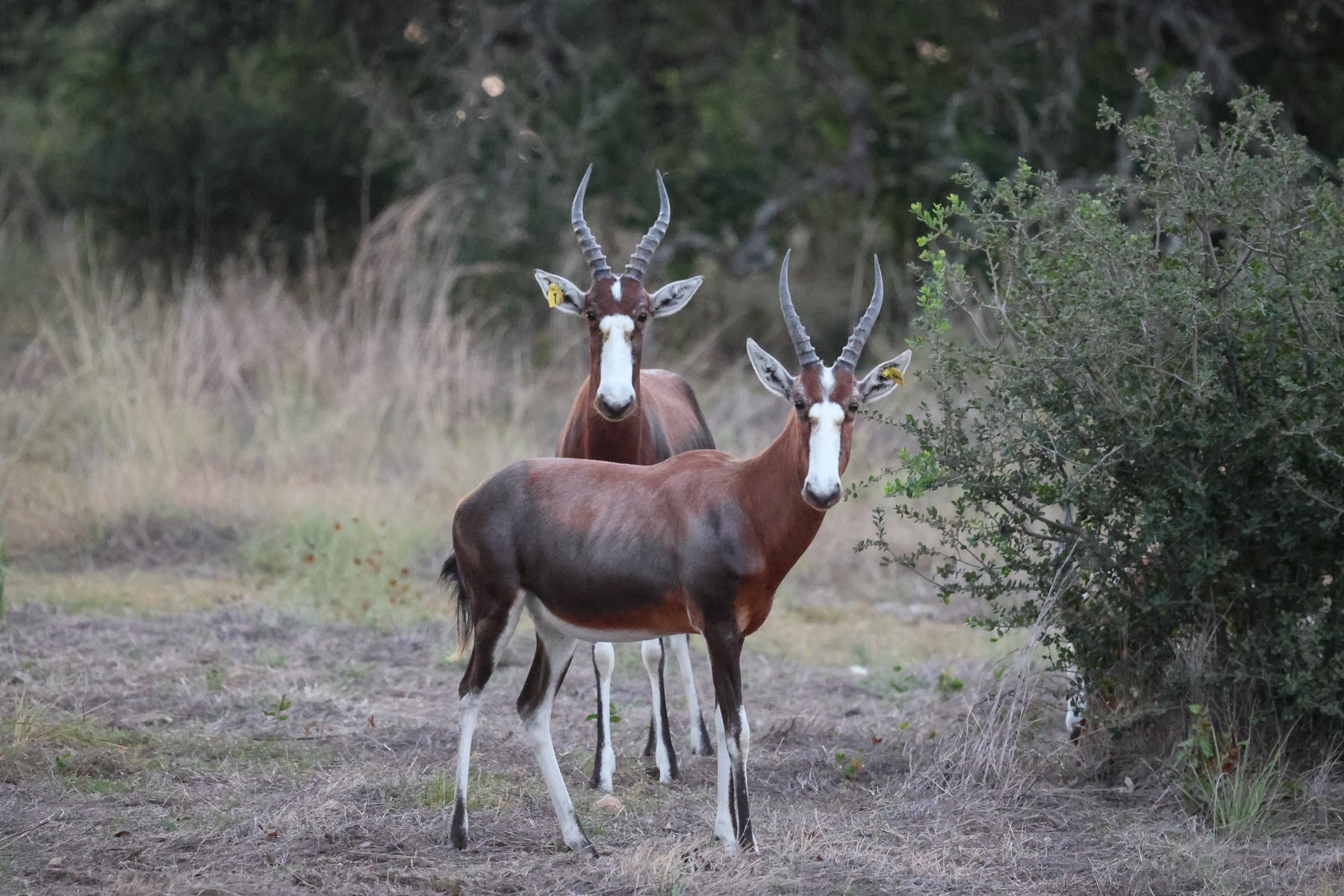 Two blesbok at Highgate Ranch
