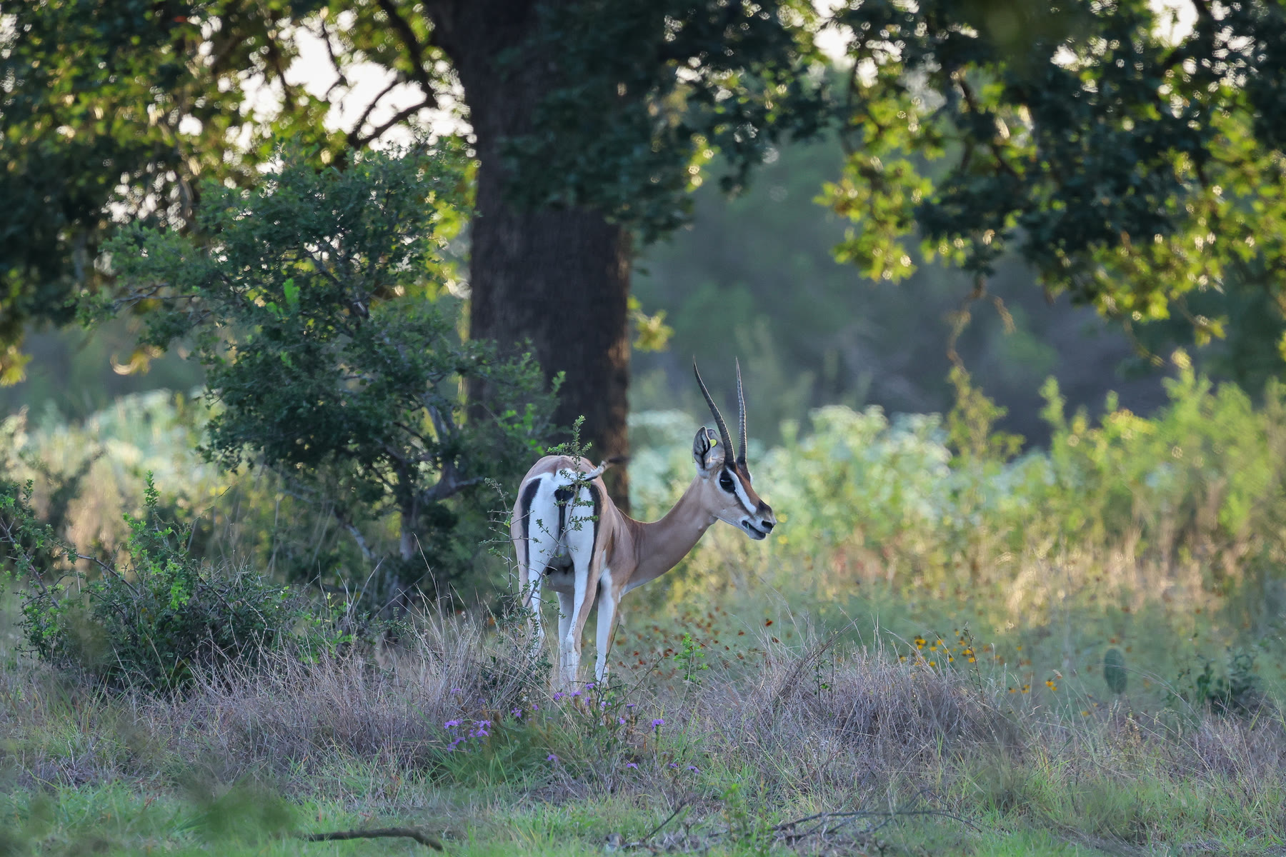 Grant’s gazelle standing beneath the trees at Highgate Ranch