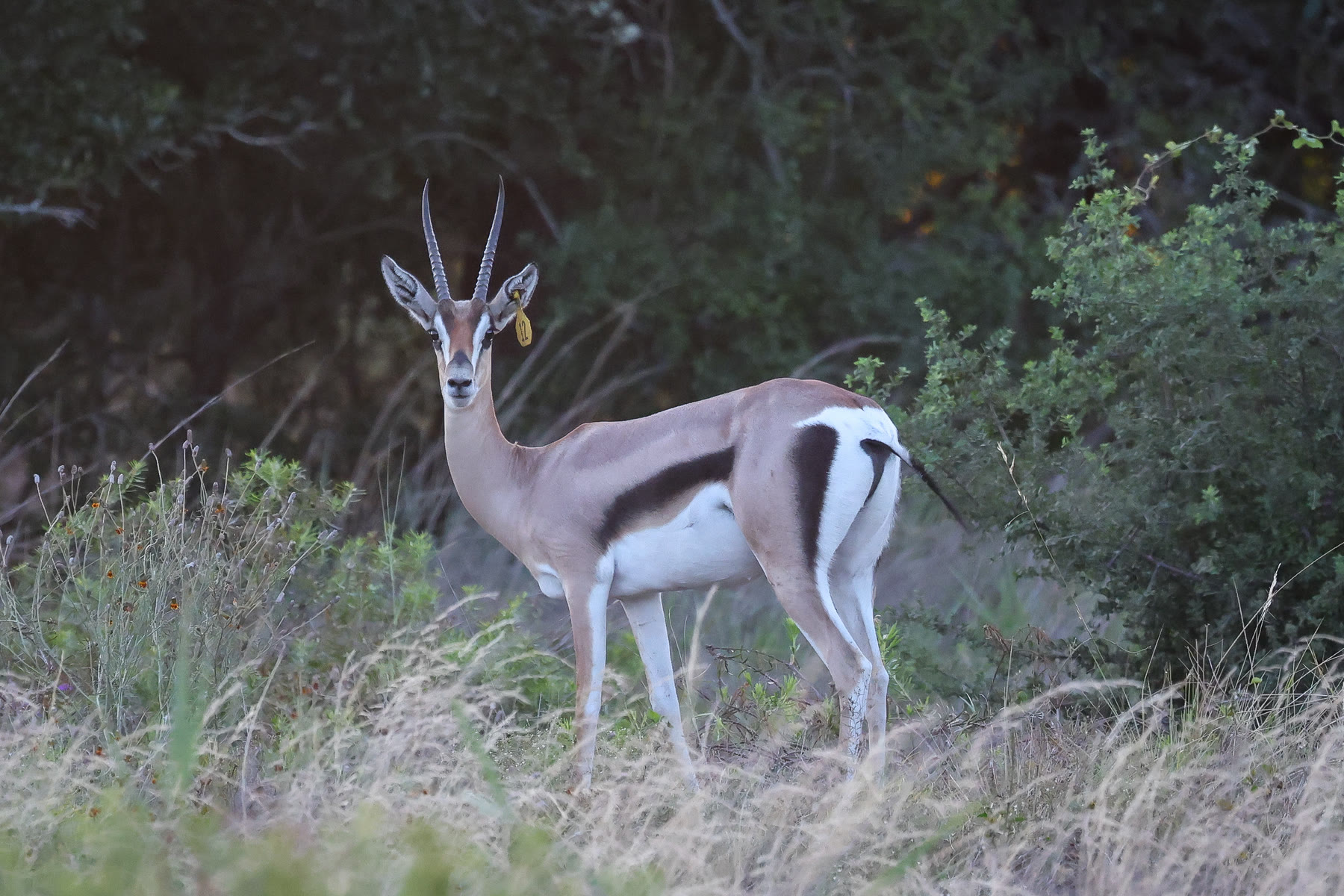 Grant’s gazelle breeding stock at Highgate Ranch