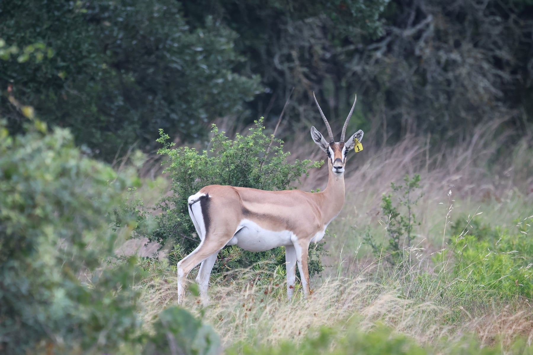 Grant’s gazelle standing in Highgate Ranch pasture