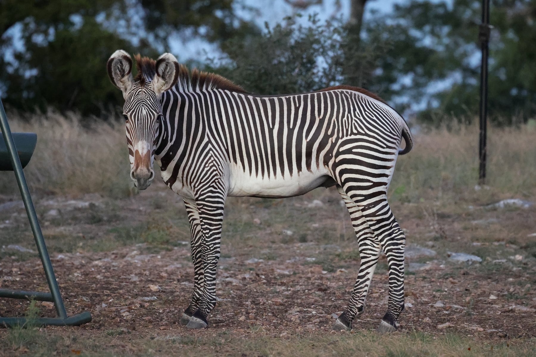Grévy’s zebra at Highgate Ranch