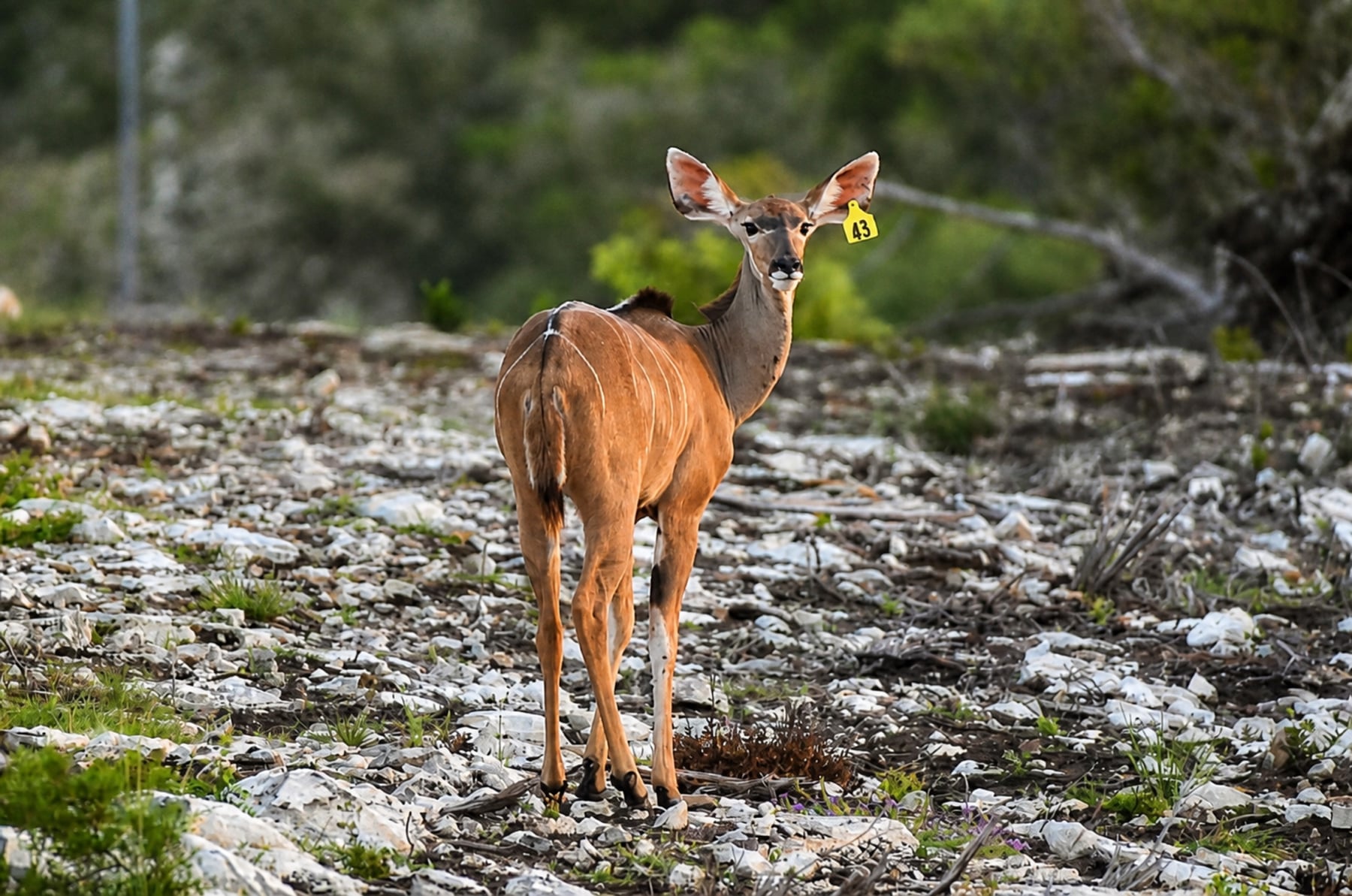 Female greater kudu at Highgate Ranch