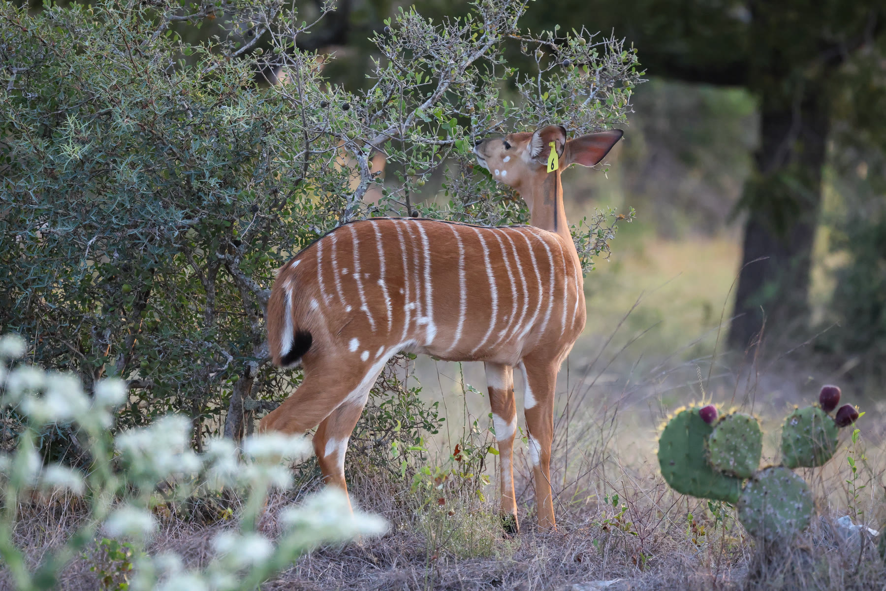 Female nyala browsing from a tree at Highgate Ranch