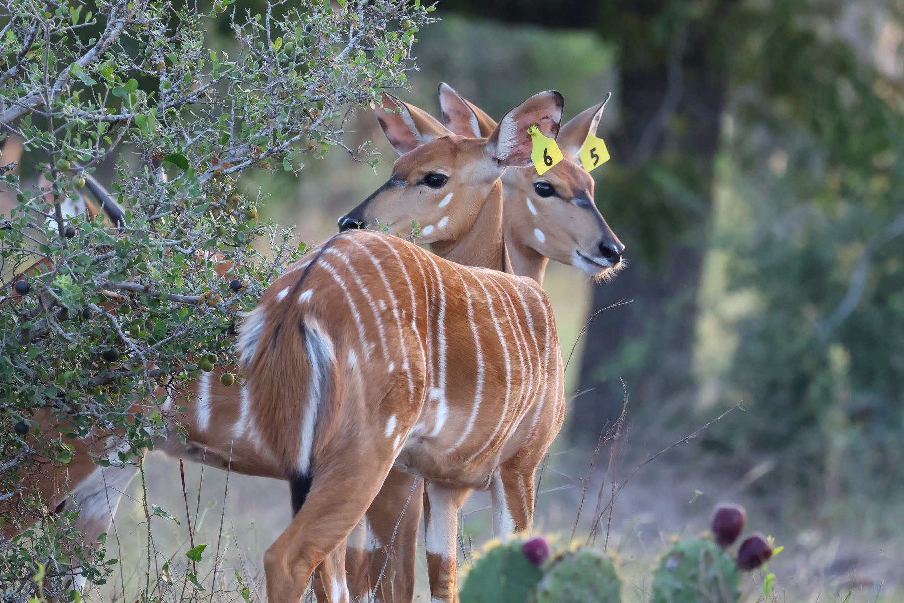 Female nyala gathered beside a tree at Highgate Ranch