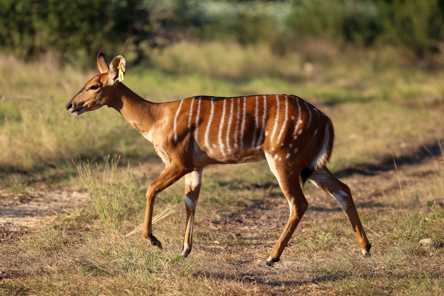 Female nyala walking through the pasture at Highgate Ranch
