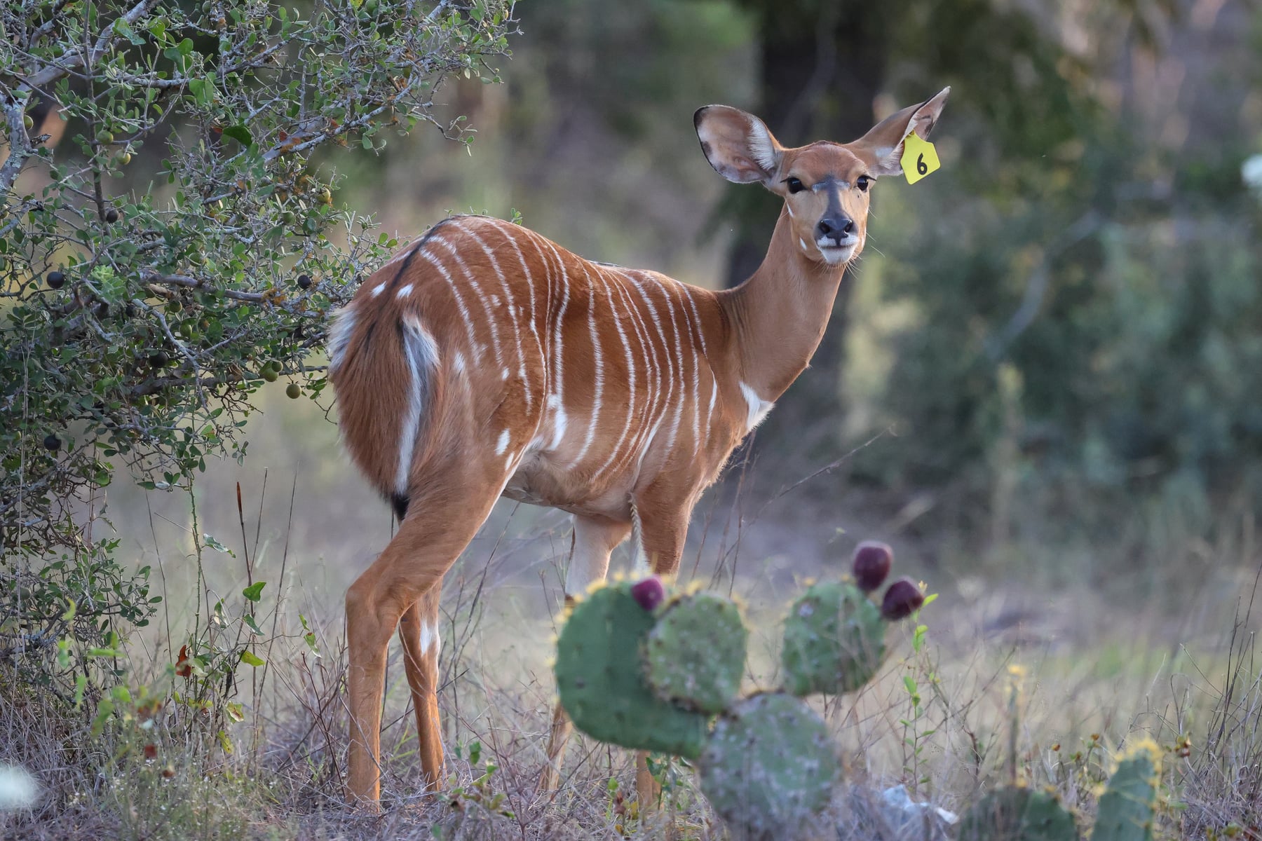 Female nyala at Highgate Ranch