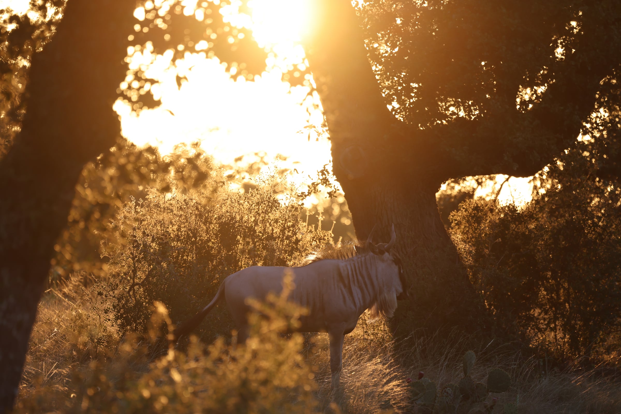 Wildebeest beneath an oak tree at sunset at Highgate Ranch