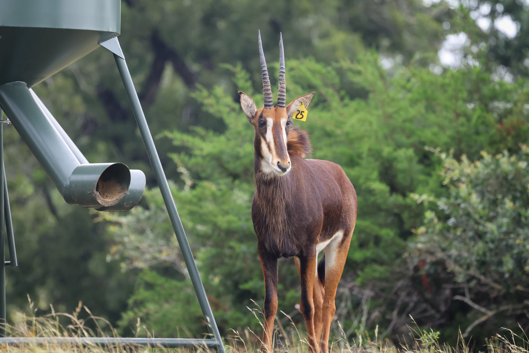Sable breeding stock at a Highgate Ranch feeder