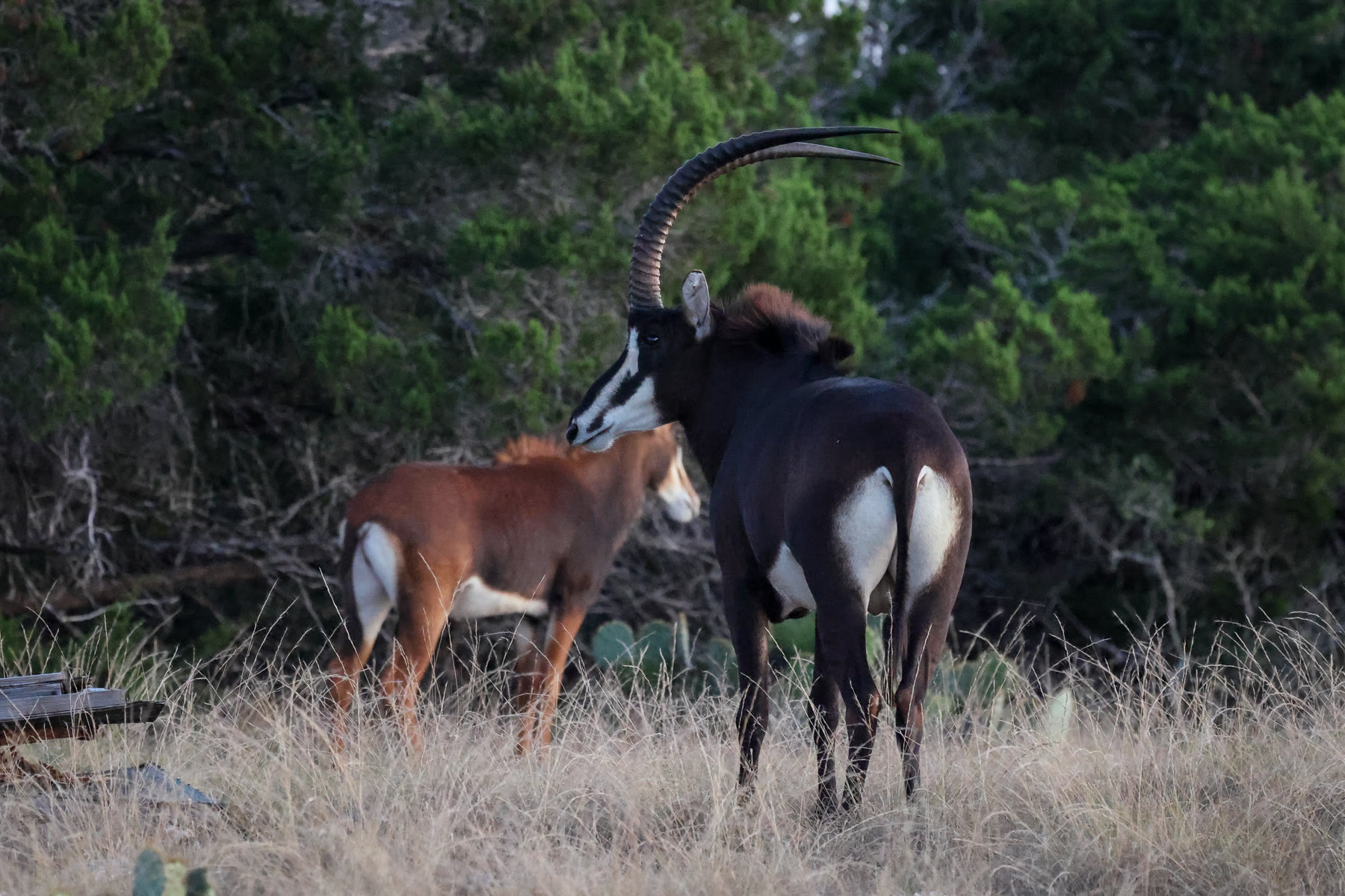 Sable breeding stock in the pasture at Highgate Ranch