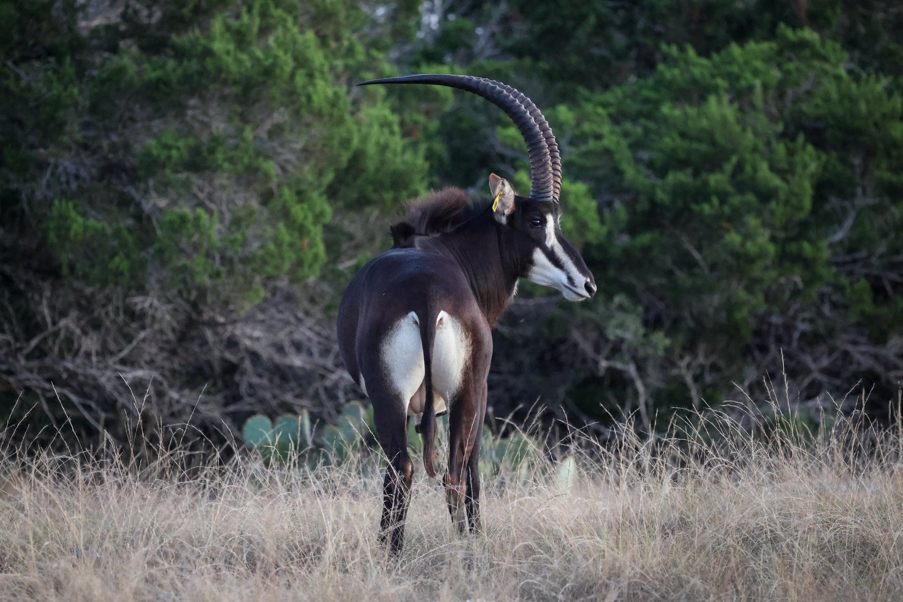 Highgate Ranch sable bull with long curved horns