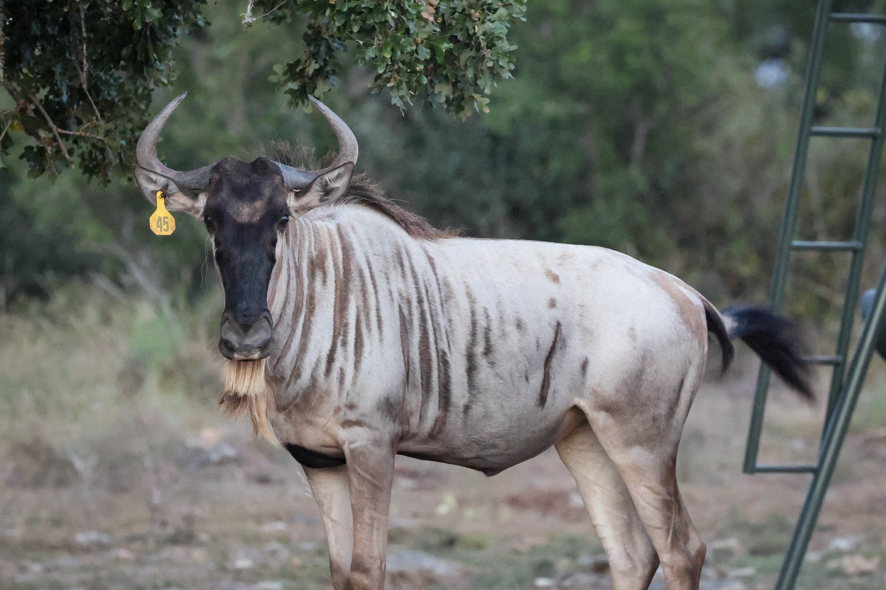 White-bearded wildebeest breeding stock at Highgate Ranch
