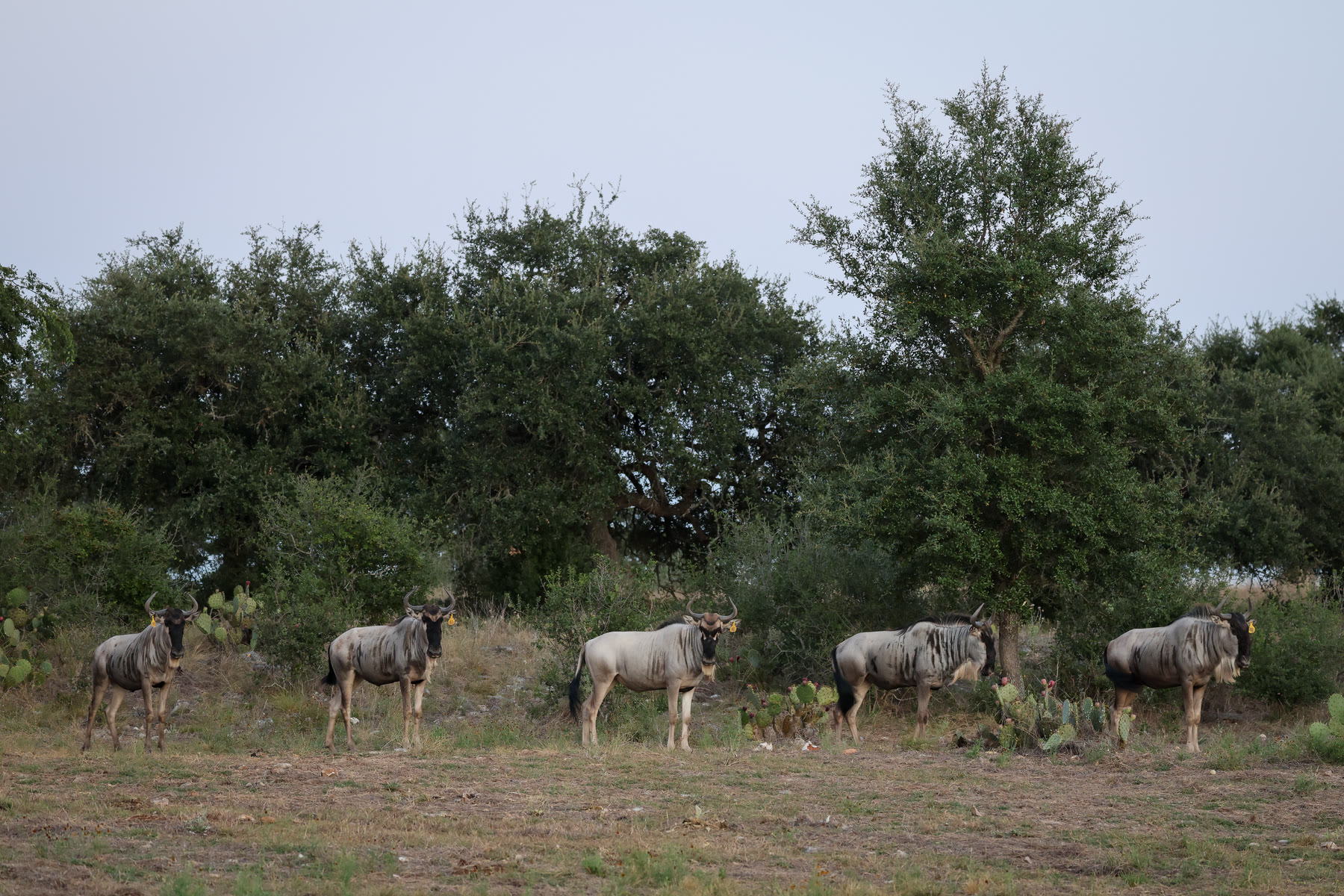 Group of white-bearded wildebeest in the pasture at Highgate Ranch