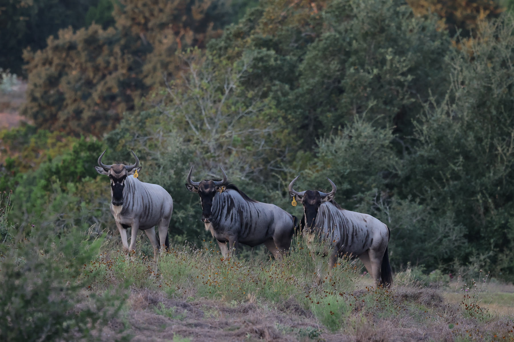 Three white-bearded wildebeest standing together at Highgate Ranch