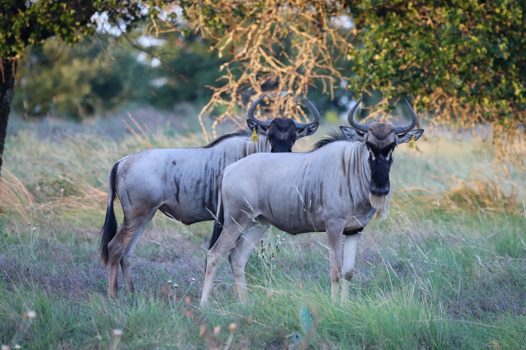 Pair of white-bearded wildebeest at Highgate Ranch